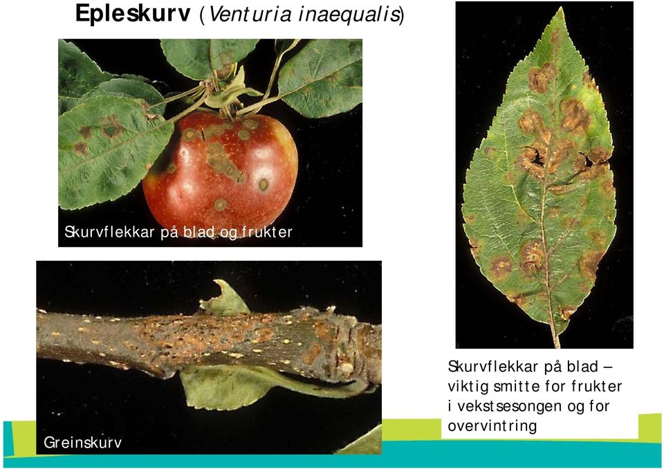 Greinskurv Skurvflekkar på blad viktig