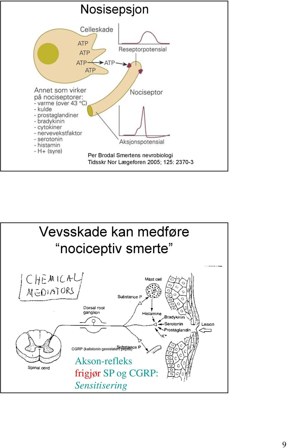 medføre nociceptiv smerte CGRP (kalistonin