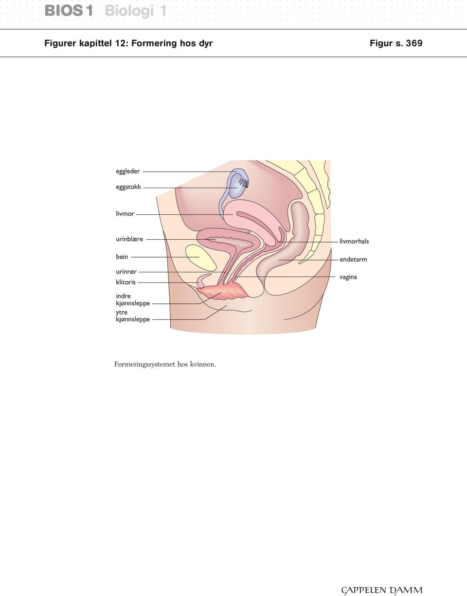 klitoris livmorhals endetarm vagina indre kjønnsleppe