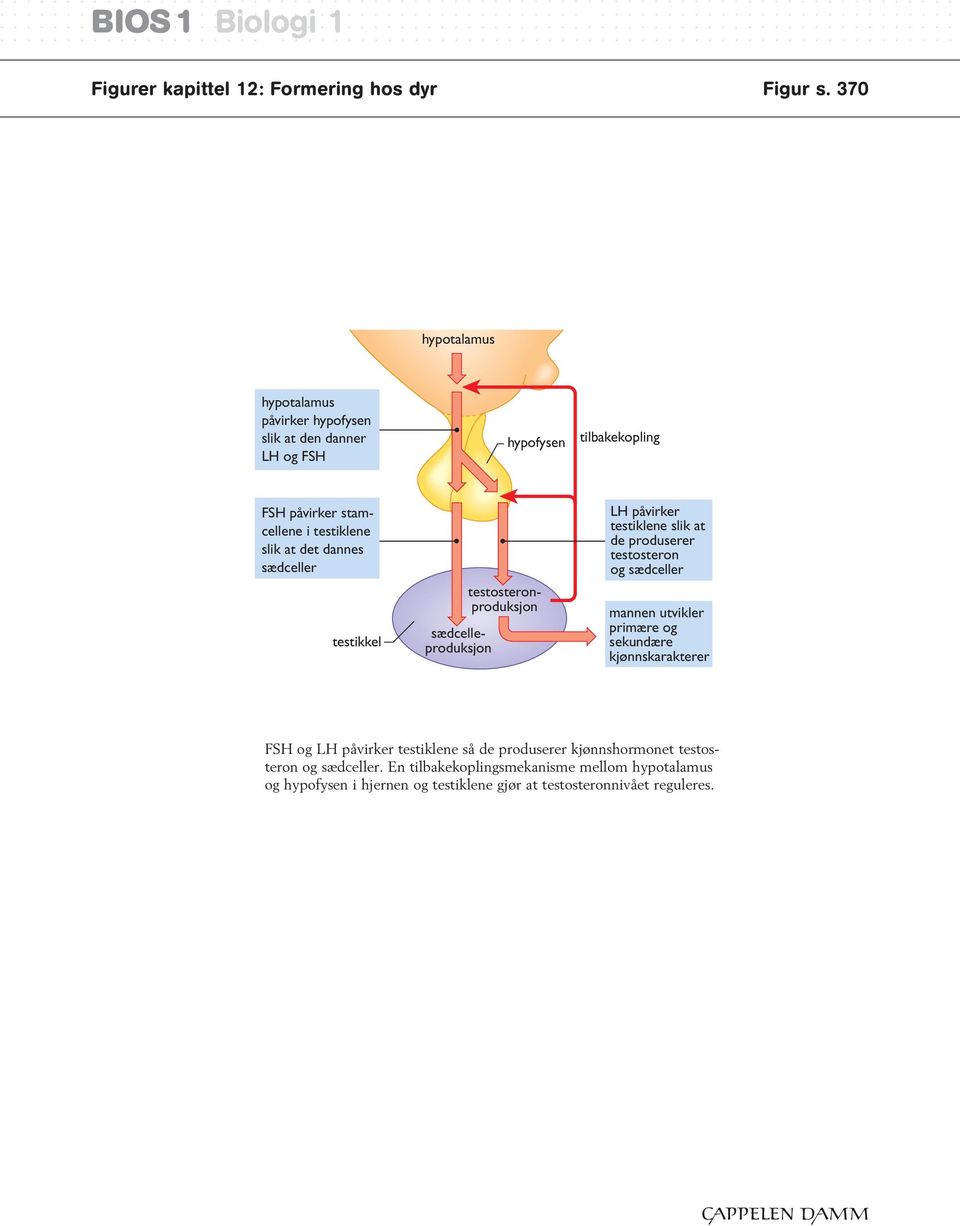 dannes sædceller testikkel testosteronproduksjon sædcelleproduksjon LH påvirker testiklene slik at de produserer testosteron og sædceller mannen