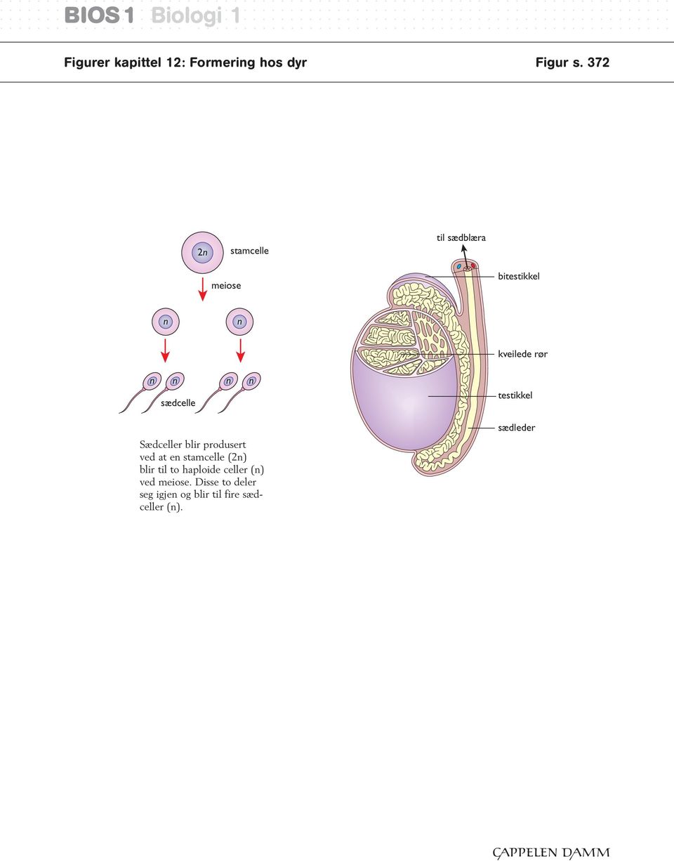 sædcelle Sædceller blir produsert ved at en stamcelle (2n) blir til to