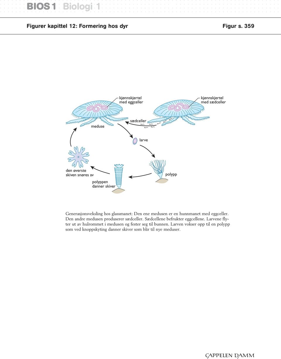 skiver polypp Generasjonsveksling hos glassmanet: Figur 10.3.5 Den ene medusen er en hunnmanet med eggceller.
