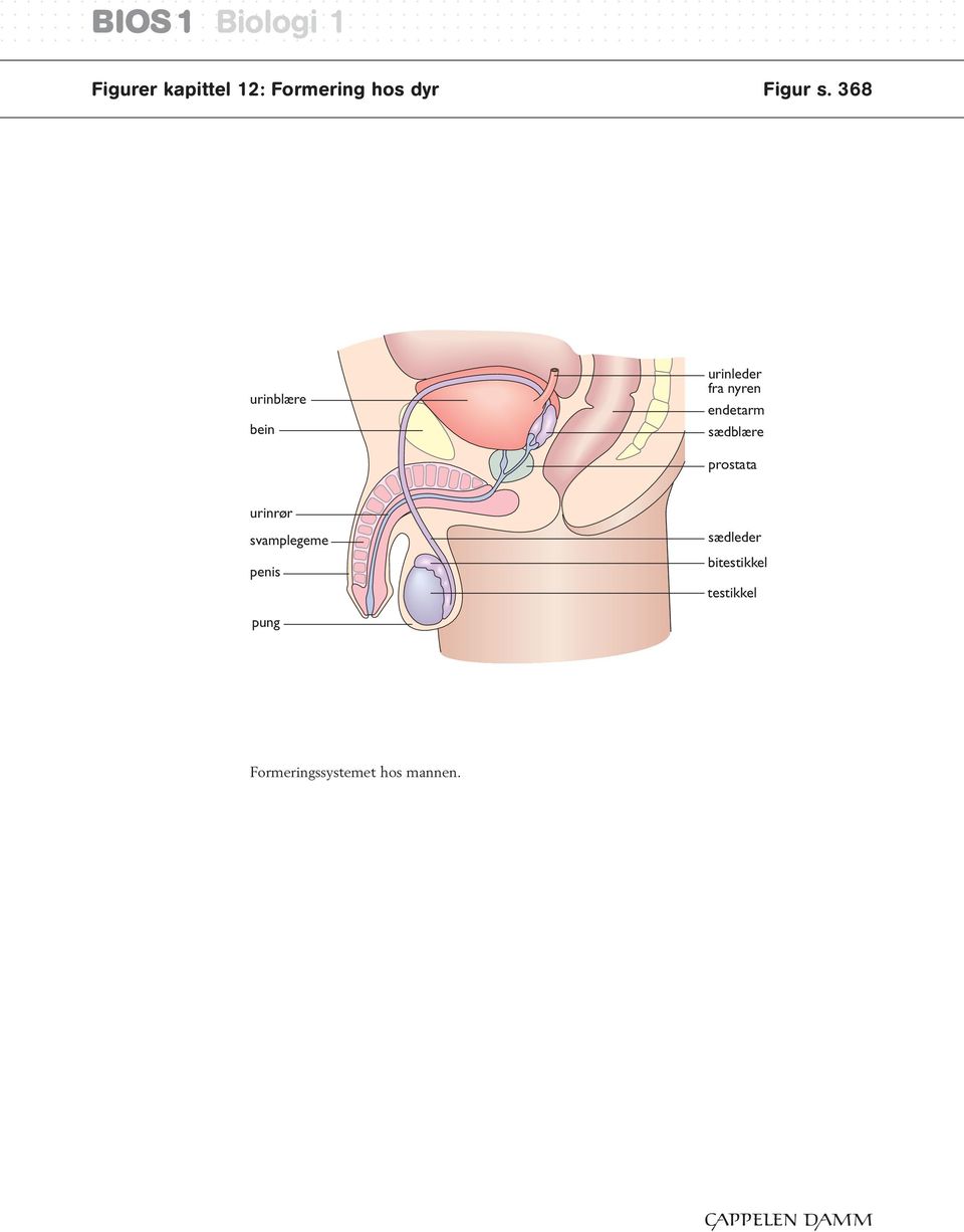 sædblære prostata urinrør svamplegeme penis