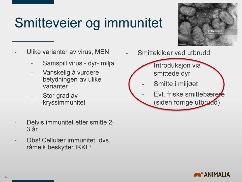 - Introduksjon via smittede dyr - Smitte i miljøet - Evt.