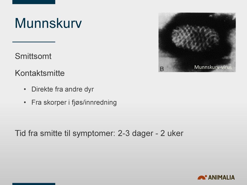 Fra skorper i fjøs/innredning Tid fra