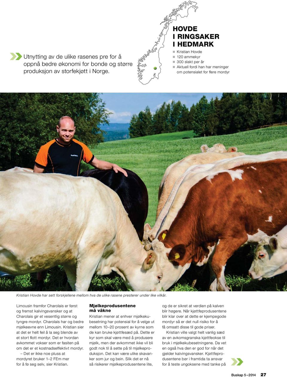 presterer under like vilkår. Limousin framfor Charolais er først og fremst kalvingsvansker og at Charolais gir et vesentlig større og tyngre mordyr. Charolais har og bedre mjølkeevne enn Limousin.