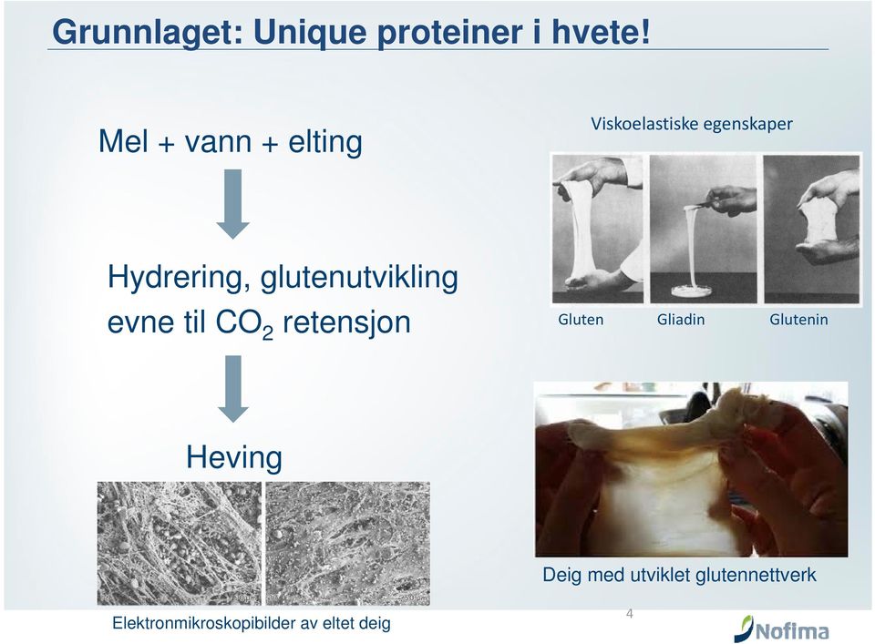 glutenutvikling evne til CO 2 retensjon Gluten Gliadin