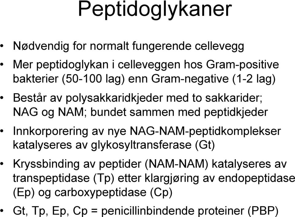 Innkorporering av nye NAG-NAM-peptidkomplekser katalyseres av glykosyltransferase (Gt) Kryssbinding av peptider (NAM-NAM)