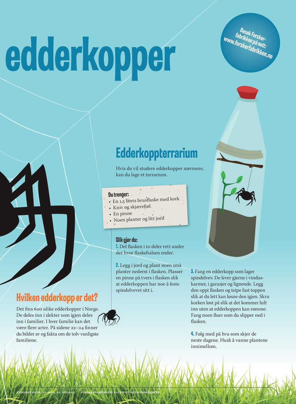 Hvilken edderkopp er det? Det fins 600 ulike edderkopper i Norge. De deles inn i slekter som igjen deles inn i familier. I hver familie kan det være flere arter.