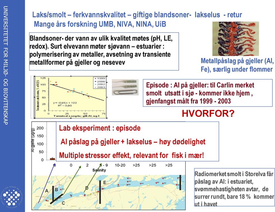 Surt elvevann møter sjøvann estuarier : polymerisering av metaller, avsetning av transiente metallformer på gjeller og nesevev 250 200 150 100 50 0 Lab eksperiment : episode 06 mai 2007 11 mai 2007 0