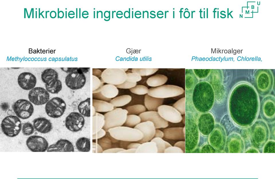 capsulatus Gjær Candida utilis