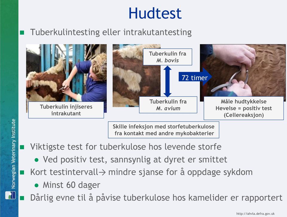 sannsynlig at dyret er smittet Kort testintervall mindre sjanse for å oppdage sykdom Minst 60 dager Skille infeksjon med