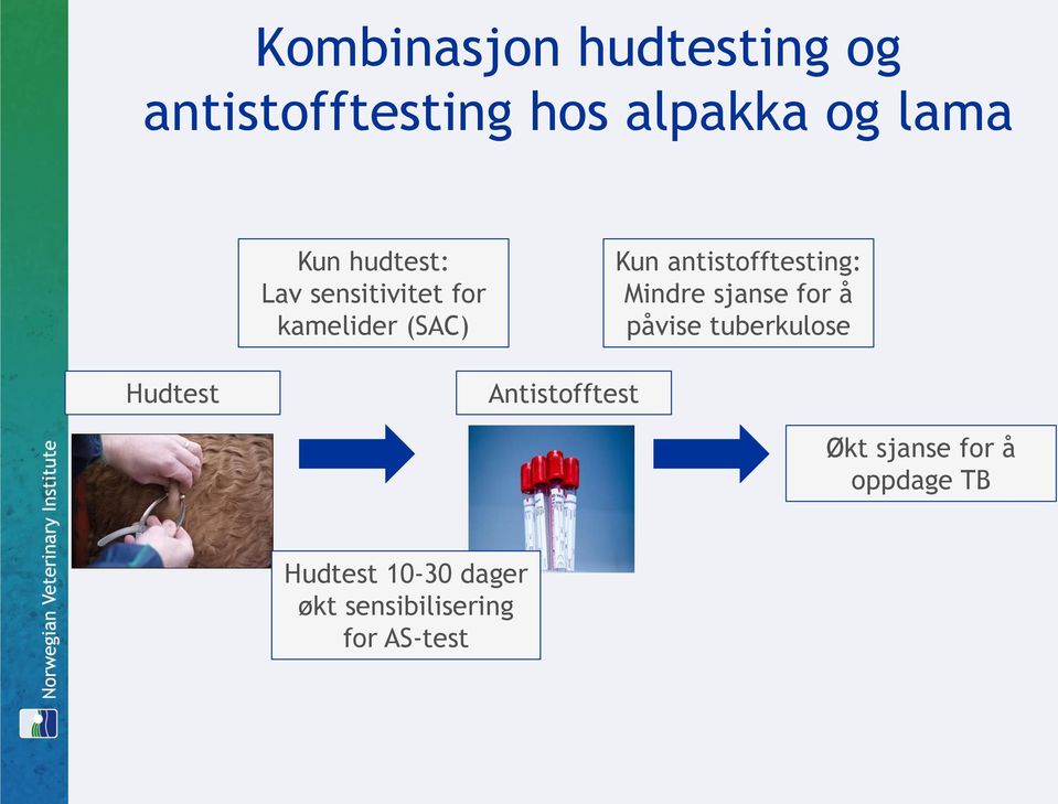 Mindre sjanse for å påvise tuberkulose Hudtest Antistofftest Økt