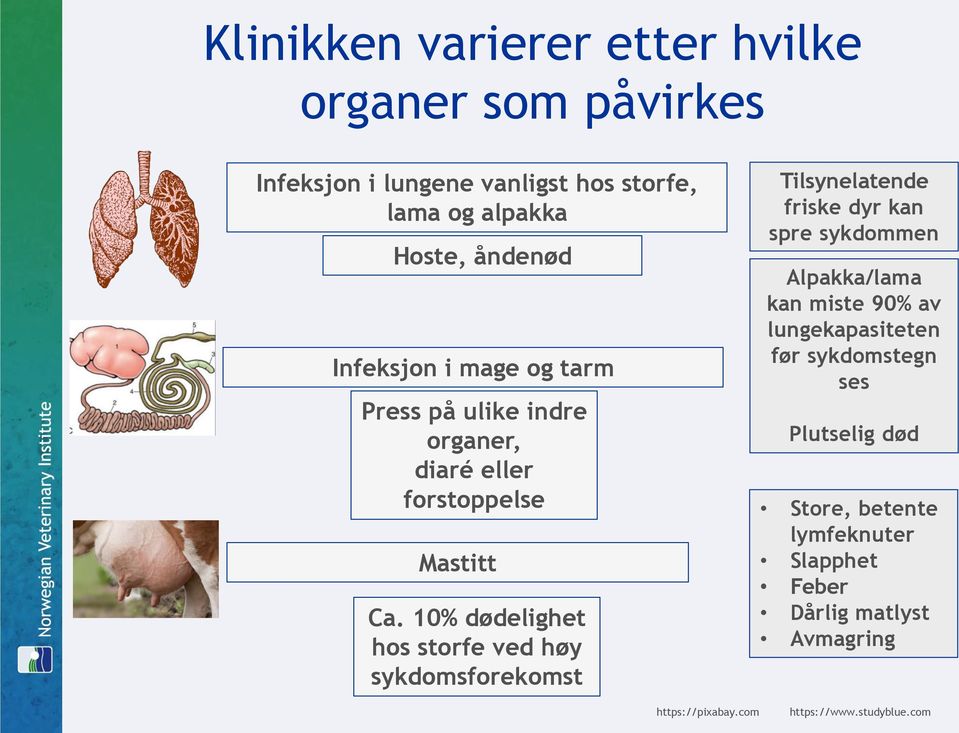 10% dødelighet hos storfe ved høy sykdomsforekomst Tilsynelatende friske dyr kan spre sykdommen Alpakka/lama kan miste 90% av