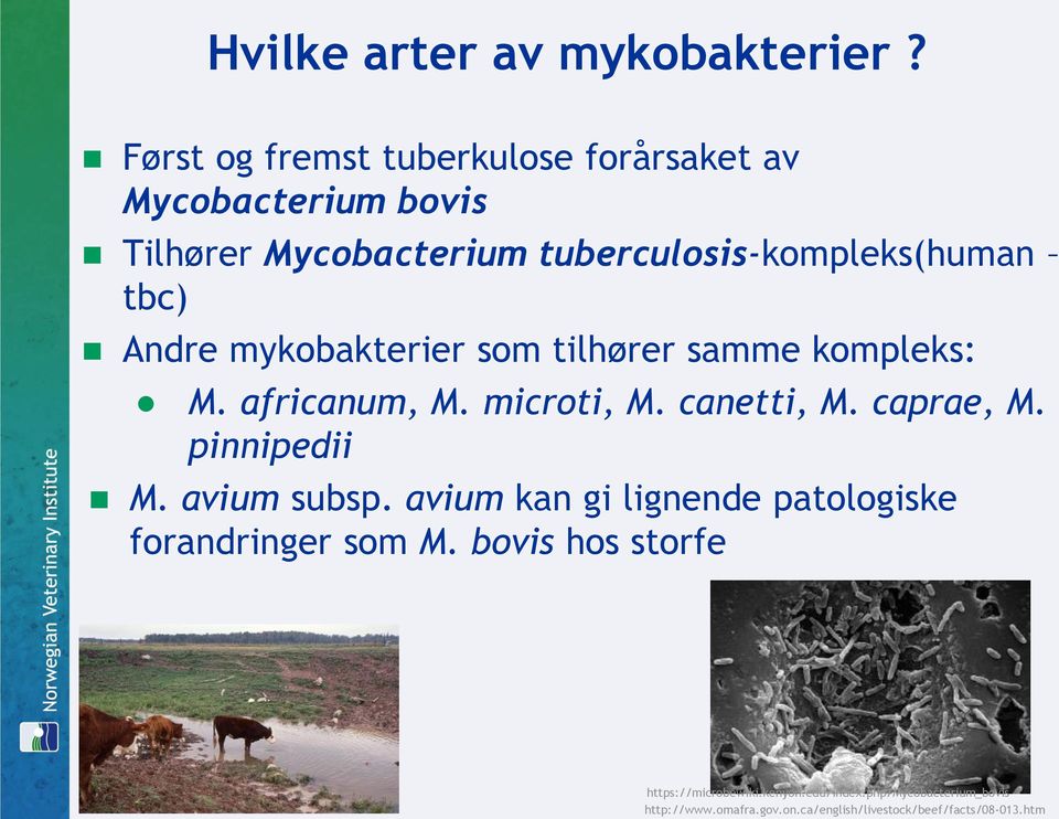 Andre mykobakterier som tilhører samme kompleks: M. africanum, M. microti, M. canetti, M. caprae, M. pinnipedii M.