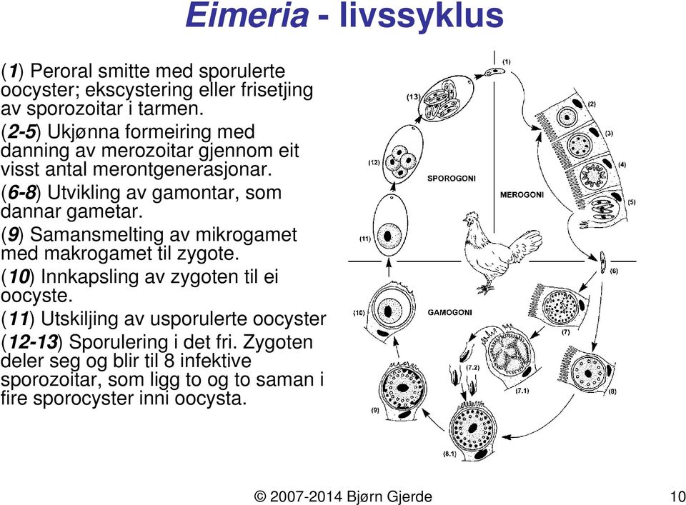 (9) Samansmelting av mikrogamet med makrogamet til zygote. (10) Innkapsling av zygoten til ei oocyste.