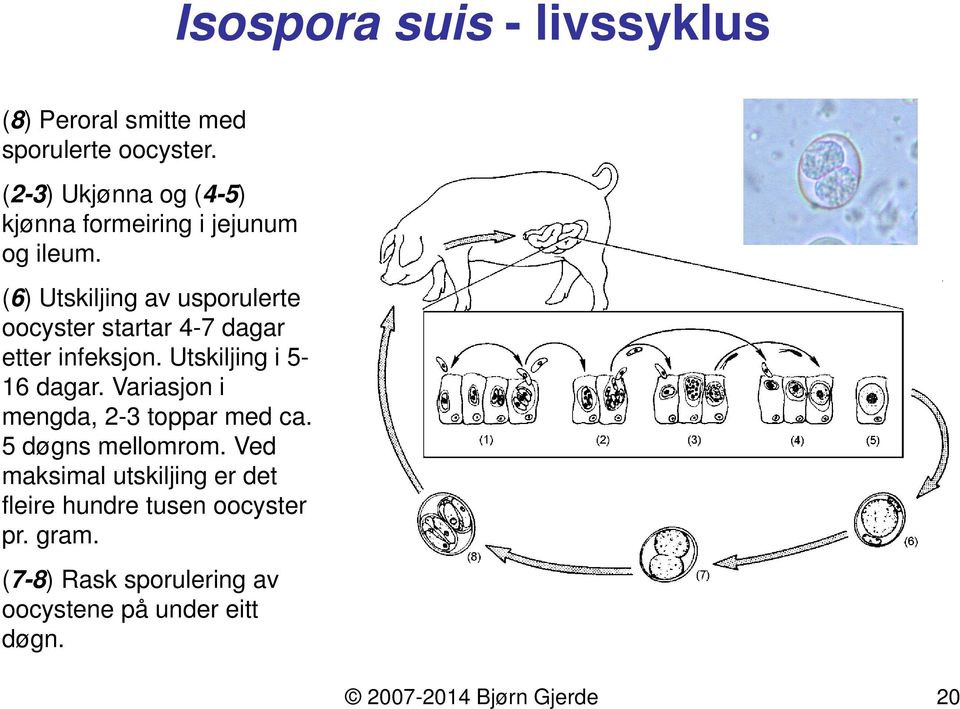 (6) Utskiljing av usporulerte oocyster startar 4-7 dagar etter infeksjon. Utskiljing i 5-16 dagar.