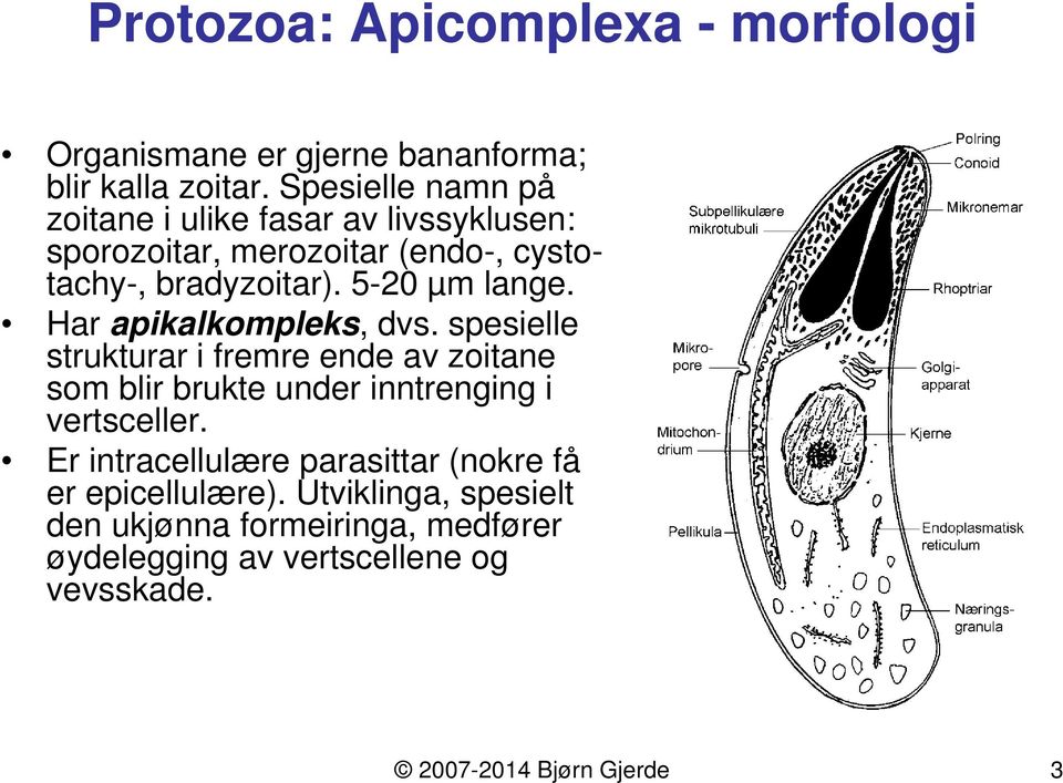 5-20 µm lange. Har apikalkompleks, dvs.