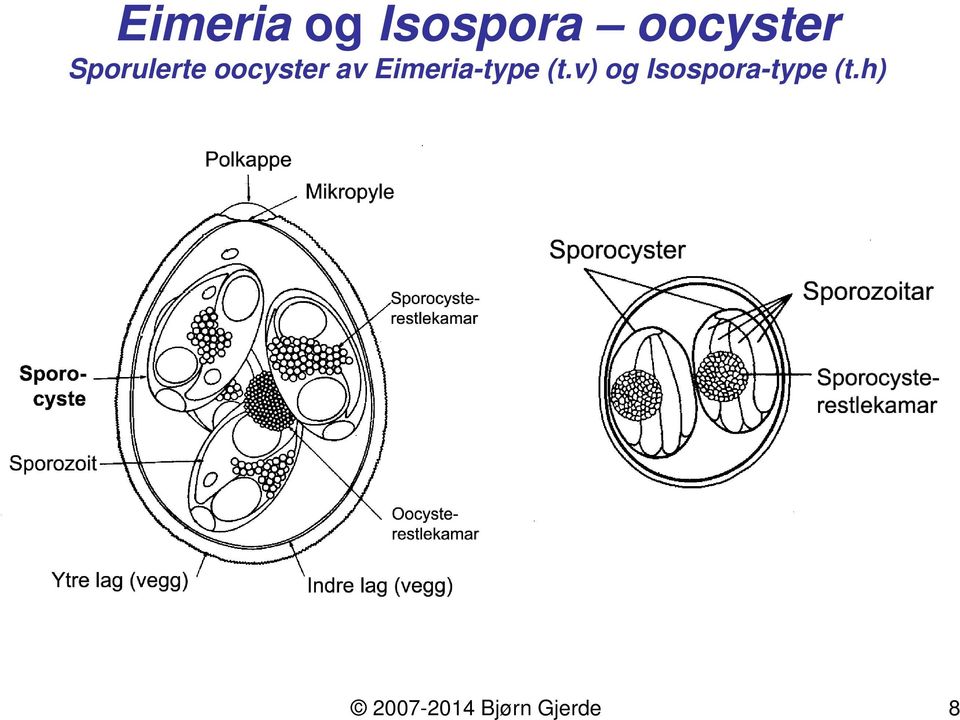 Eimeria-type (t.