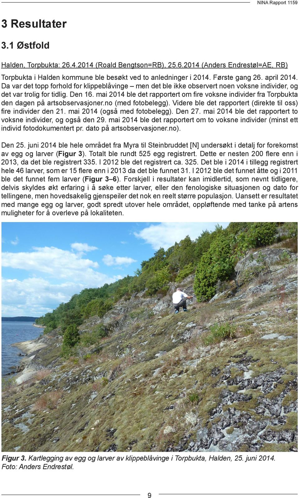 mai 2014 ble det rapportert om fire voksne individer fra Torpbukta den dagen på artsobservasjoner.no (med fotobelegg). Videre ble det rapportert (direkte til oss) fire individer den 21.