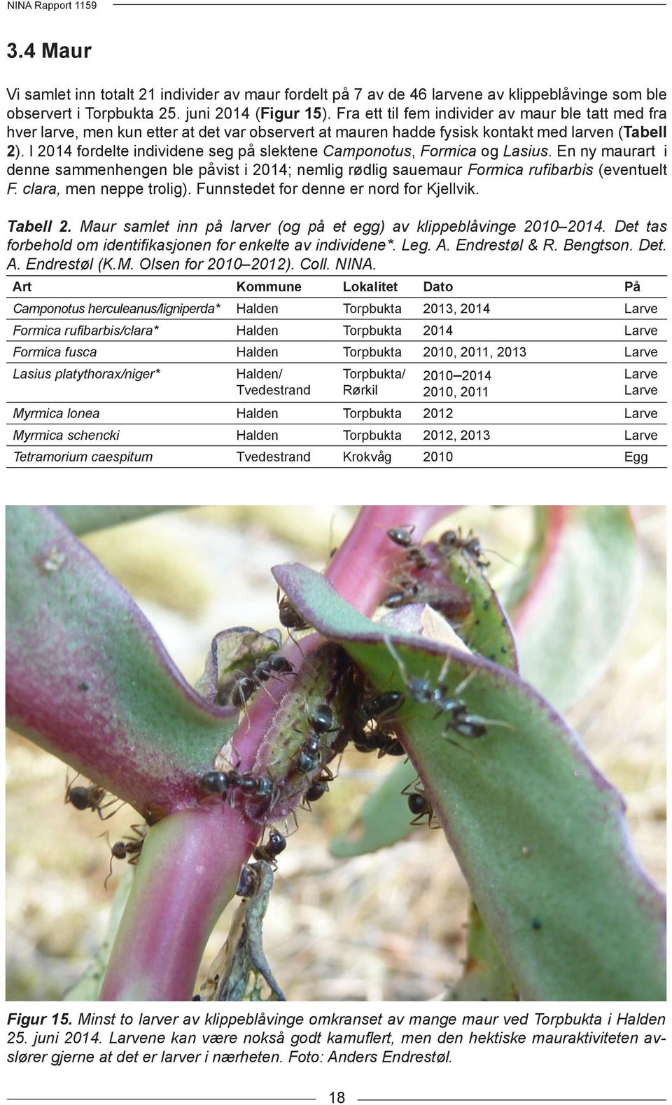 I 2014 fordelte individene seg på slektene Camponotus, Formica og Lasius. En ny maurart i denne sammenhengen ble påvist i 2014; nemlig rødlig sauemaur Formica rufibarbis (eventuelt F.