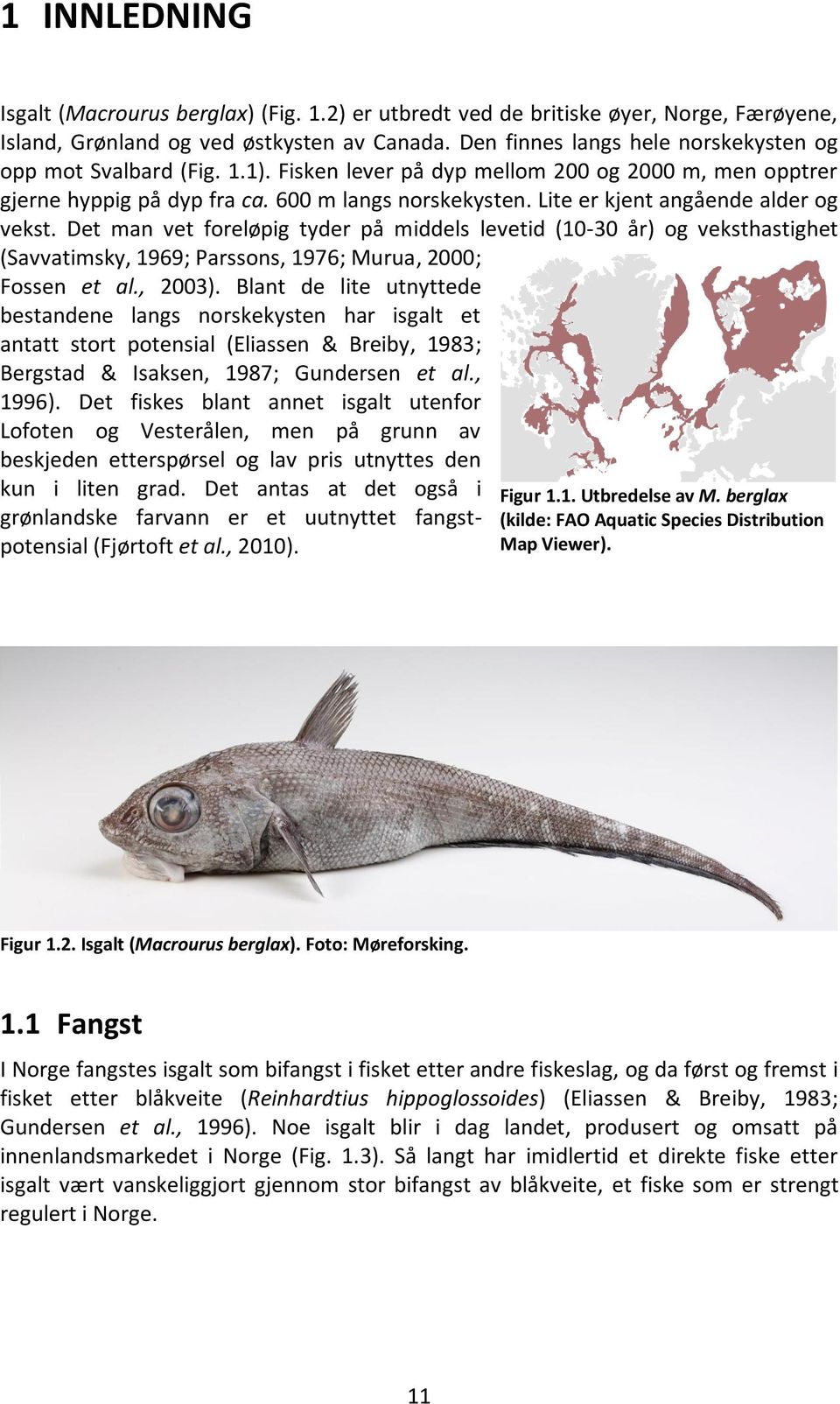 Lite er kjent angående alder og vekst. Det man vet foreløpig tyder på middels levetid (10-30 år) og veksthastighet (Savvatimsky, 1969; Parssons, 1976; Murua, 2000; Fossen et al., 2003).