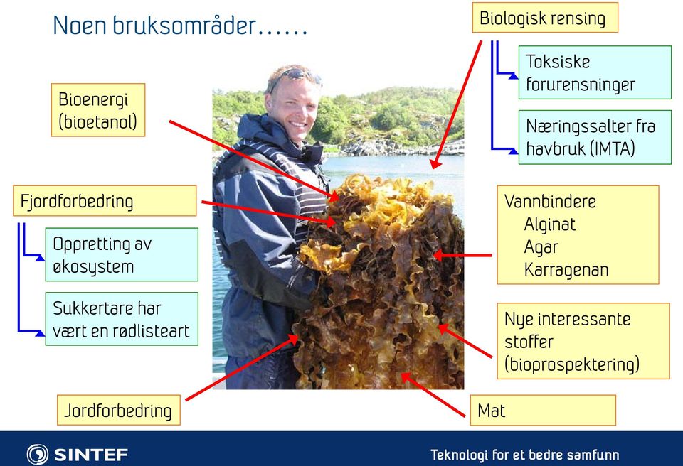 rensing Mat Toksiske forurensninger Næringssalter fra havbruk (IMTA)