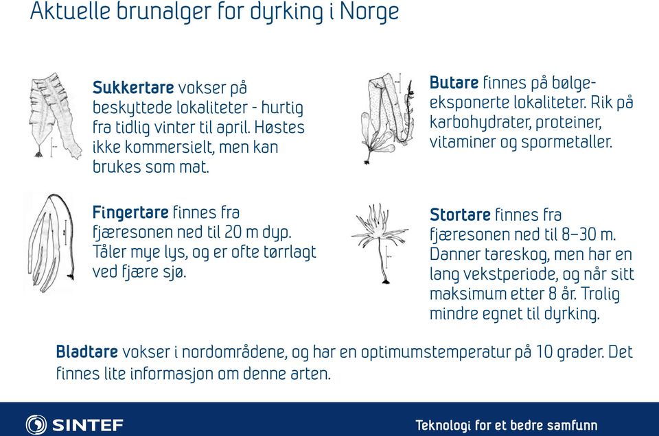 Butare finnes på bølgeeksponerte lokaliteter. Rik på karbohydrater, proteiner, vitaminer og spormetaller. Stortare finnes fra fjæresonen ned til 8 30 m.