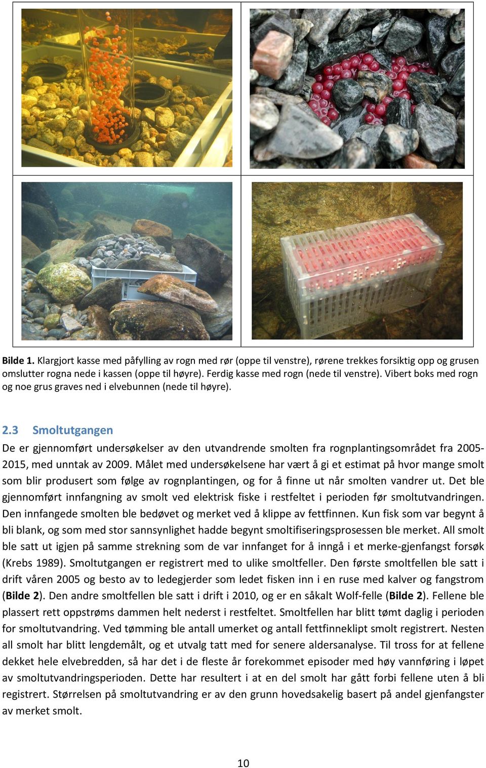 3 Smoltutgangen De er gjennomført undersøkelser av den utvandrende smolten fra rognplantingsområdet fra 2005-2015, med unntak av 2009.