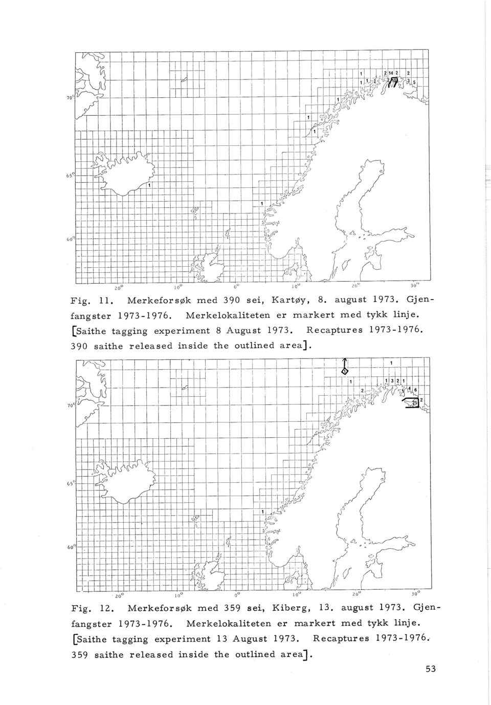 390 saithe released inside the outlined area]. Fig. 12. Merkefors~k med 359 sei, Kiberg, 13.