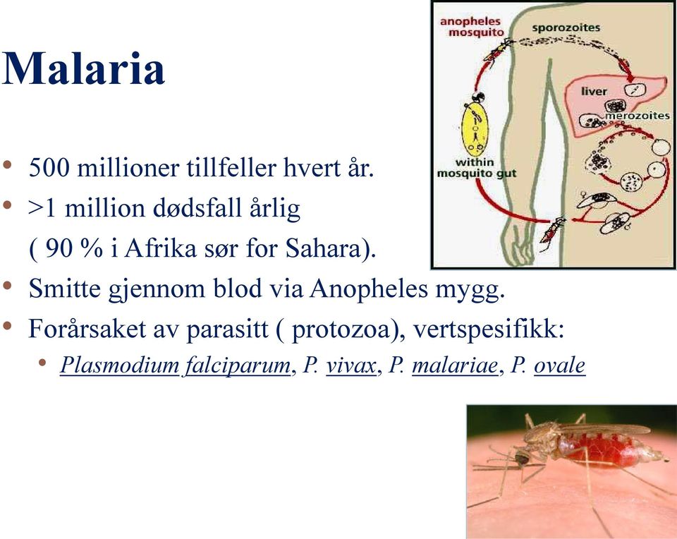 Smitte gjennom blod via Anopheles mygg.