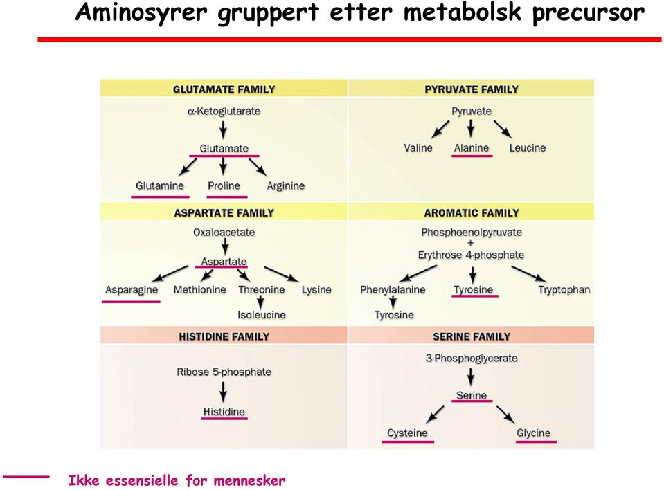 metabolsk