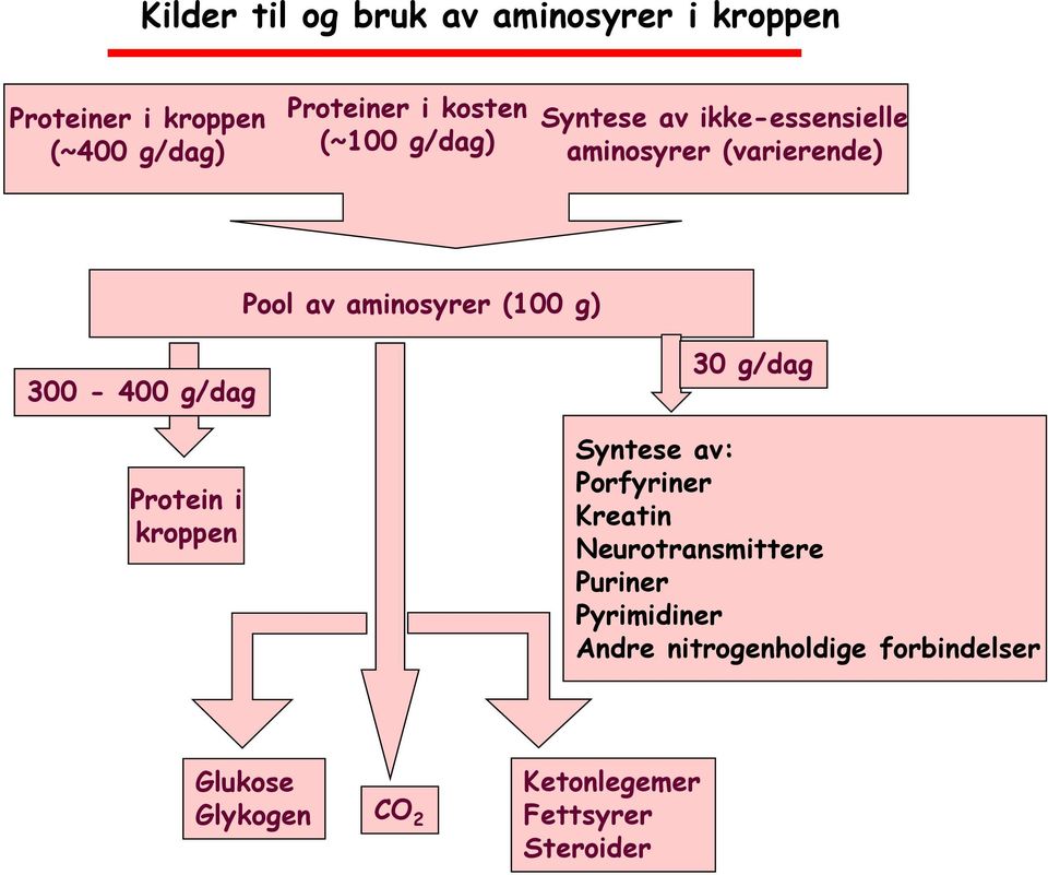 300-400 g/dag Protein i kroppen 30 g/dag Syntese av: Porfyriner Kreatin Neurotransmittere