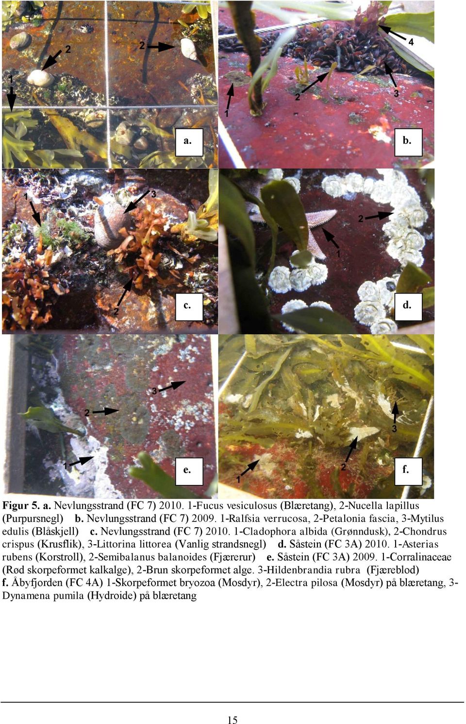 1-Cladophora albida (Grønndusk), 2-Chondrus crispus (Krusflik), 3-Littorina littorea (Vanlig strandsnegl) d. Såstein (FC 3A) 2010.