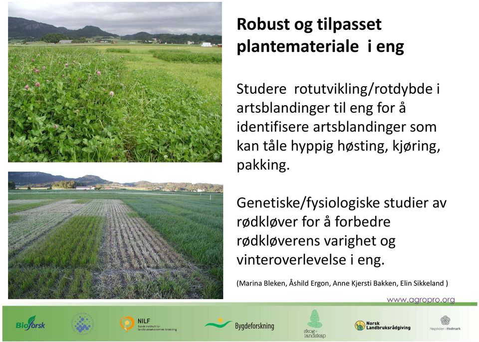 Genetiske/fysiologiske studier av rødkløver for å forbedre rødkløverens varighet og