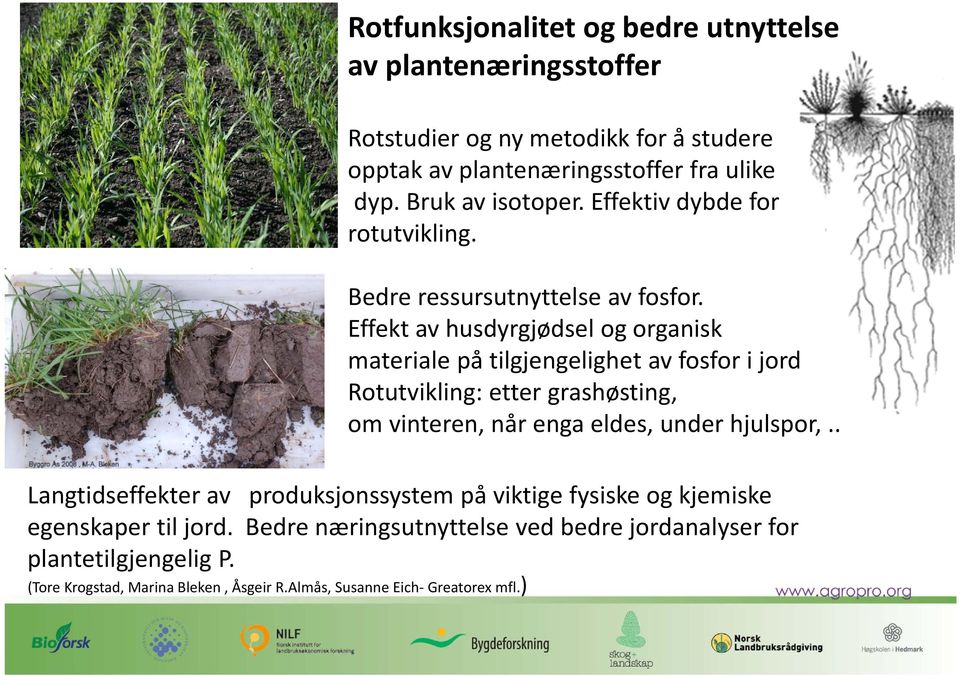 Effekt av husdyrgjødsel og organisk materiale på tilgjengelighet av fosfor i jord.