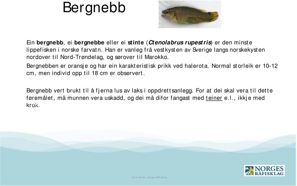 Bergnebben er oransje og har ein karakteristisk prikk ved halerota. Normal storleik er 10-12 cm, men individ opp til 18 cm er observert.