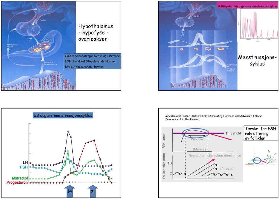 Menstruasjonssyklus 28 dagers menstruasjonssyklus Macklon and Fauser 2001: