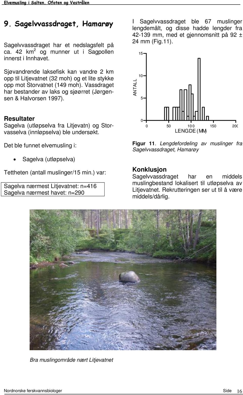 I Sagelvvassdraget ble 67 muslinger lengdemålt, og disse hadde lengder fra 42-139 mm, med et gjennomsnitt på 92 ± 24 mm (Fig.11).