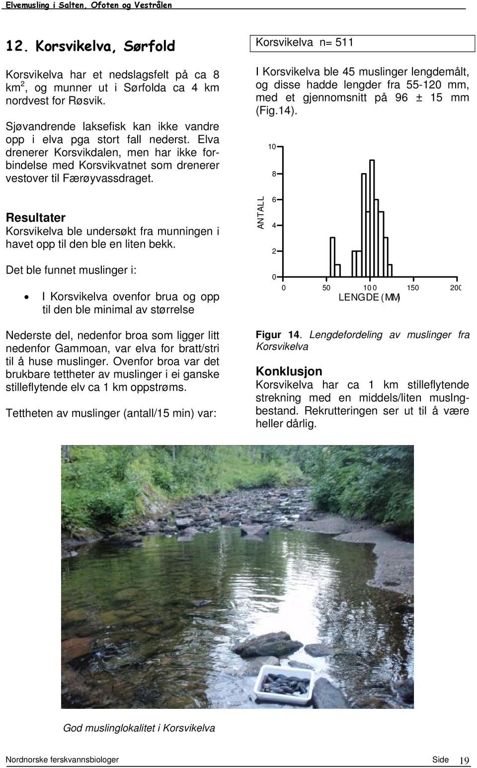 Korsvikelva n= 511 I Korsvikelva ble 45 muslinger lengdemålt, og disse hadde lengder fra 55-12 mm, med et gjennomsnitt på 96 ± 15 mm (Fig.14).