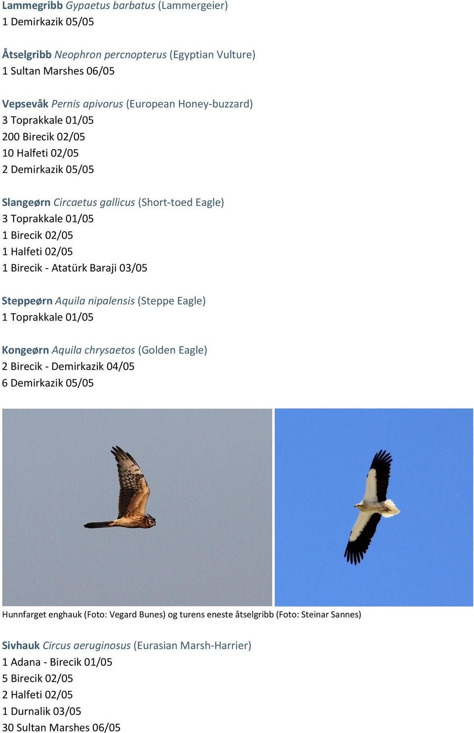 Baraji 03/05 Steppeørn Aquila nipalensis (Steppe Eagle) 1 Toprakkale 01/05 Kongeørn Aquila chrysaetos (Golden Eagle) 2 Birecik - Demirkazik 04/05 6 Demirkazik 05/05 Hunnfarget enghauk (Foto: