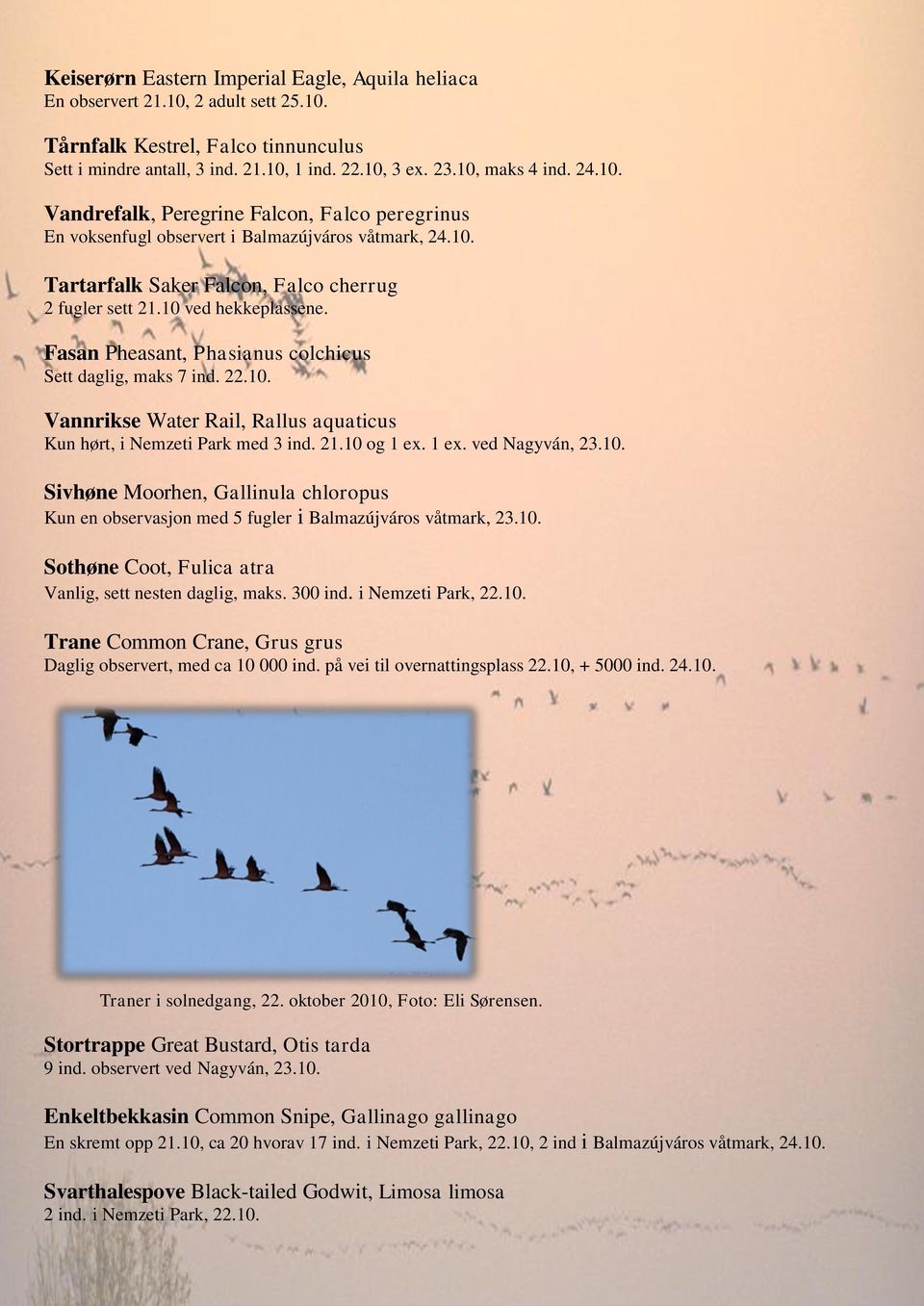 Fasan Pheasant, Phasianus colchicus Sett daglig, maks 7 ind. 22.10. Vannrikse Water Rail, Rallus aquaticus Kun hørt, i Nemzeti Park med 3 ind. 21.10 og 1 ex. 1 ex. ved Nagyván, 23.10. Sivhøne Moorhen, Gallinula chloropus Kun en observasjon med 5 fugler i Balmazújváros våtmark, 23.