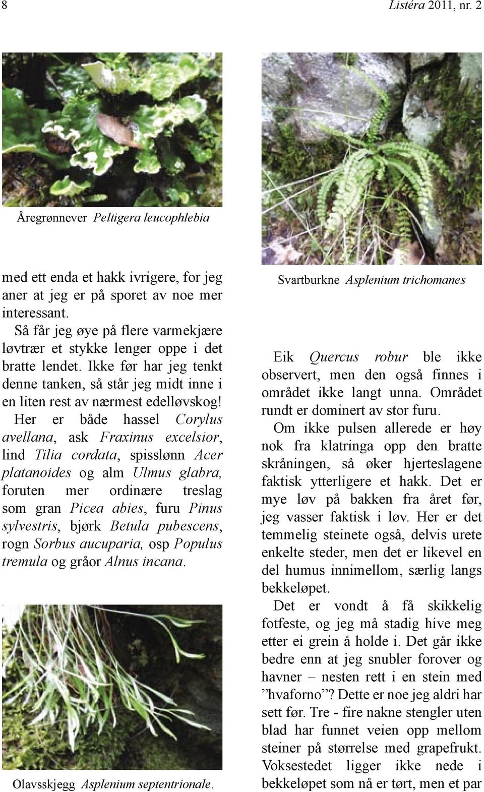 Her er både hassel Corylus avellana, ask Fraxinus excelsior, lind Tilia cordata, spisslønn Acer platanoides og alm Ulmus glabra, foruten mer ordinære treslag som gran Picea abies, furu Pinus