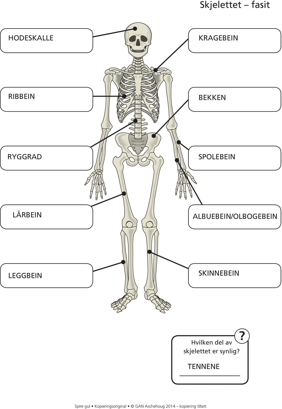 SKINNEBEIN? Hvilken del av skjelettet er synlig?