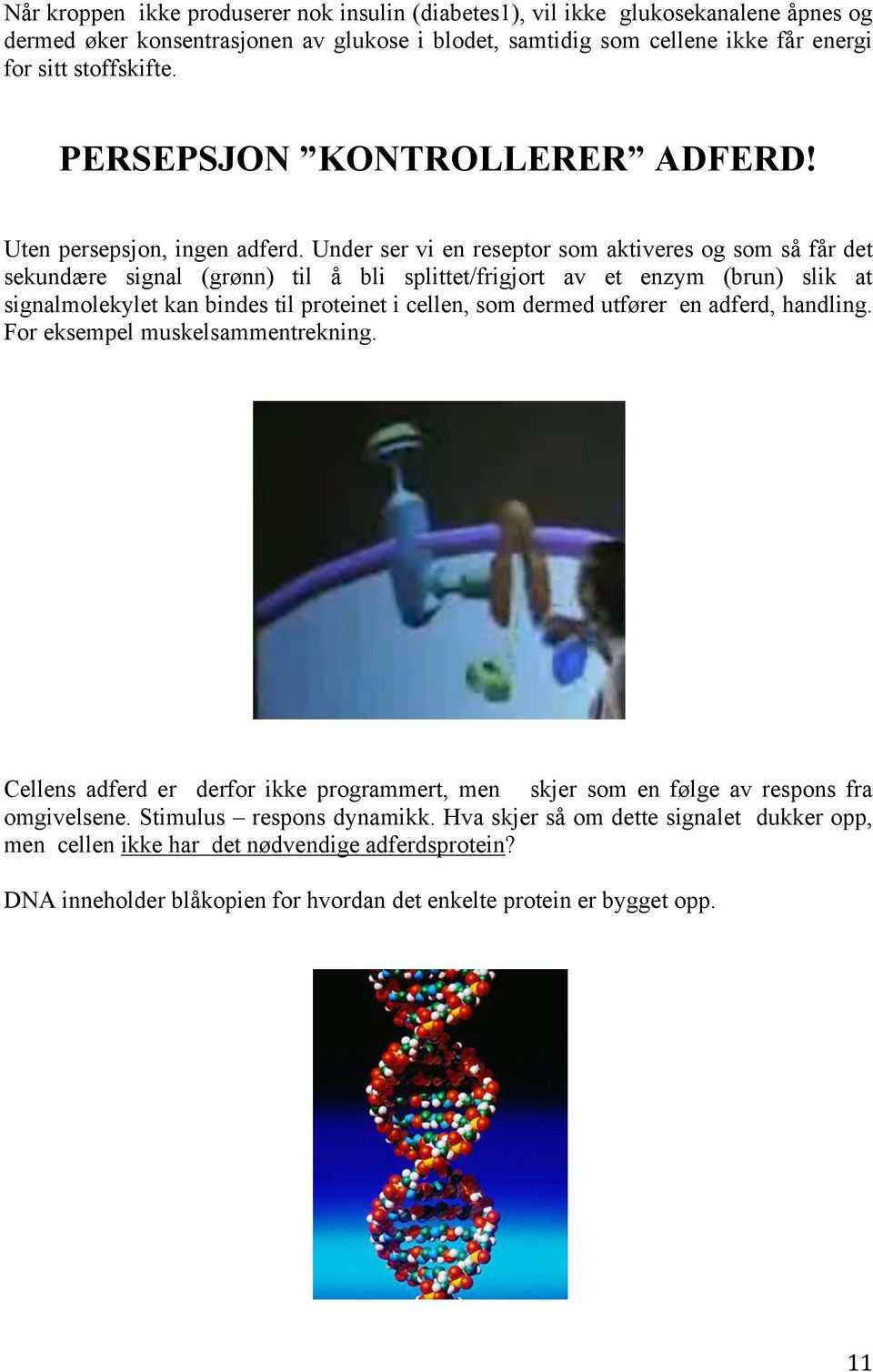 Under ser vi en reseptor som aktiveres og som så får det sekundære signal (grønn) til å bli splittet/frigjort av et enzym (brun) slik at signalmolekylet kan bindes til proteinet i cellen, som dermed