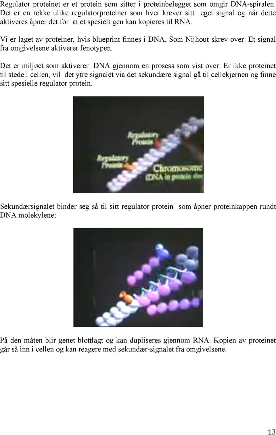 Vi er laget av proteiner, hvis blueprint finnes i DNA. Som Nijhout skrev over: Et signal fra omgivelsene aktiverer fenotypen. Det er miljøet som aktiverer DNA gjennom en prosess som vist over.