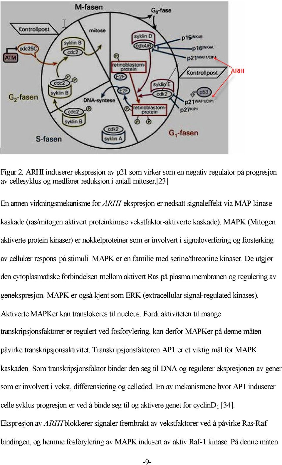 MAPK (Mitogen aktiverte protein kinaser) er nøkkelproteiner som er involvert i signaloverføring og forsterking av cellulær respons på stimuli. MAPK er en familie med serine/threonine kinaser.