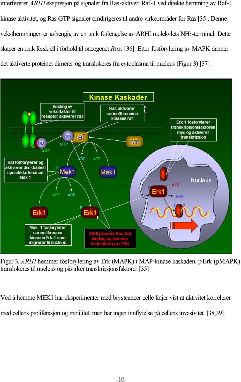 Etter fosforylering av MAPK danner det aktiverte proteinet dimerer og translokeres fra cytoplasma til nucleus (Figur 3) [37]. Figur 3. ARHI hemmer fosforylering av Erk (MAPK) i MAP-kinase kaskaden.