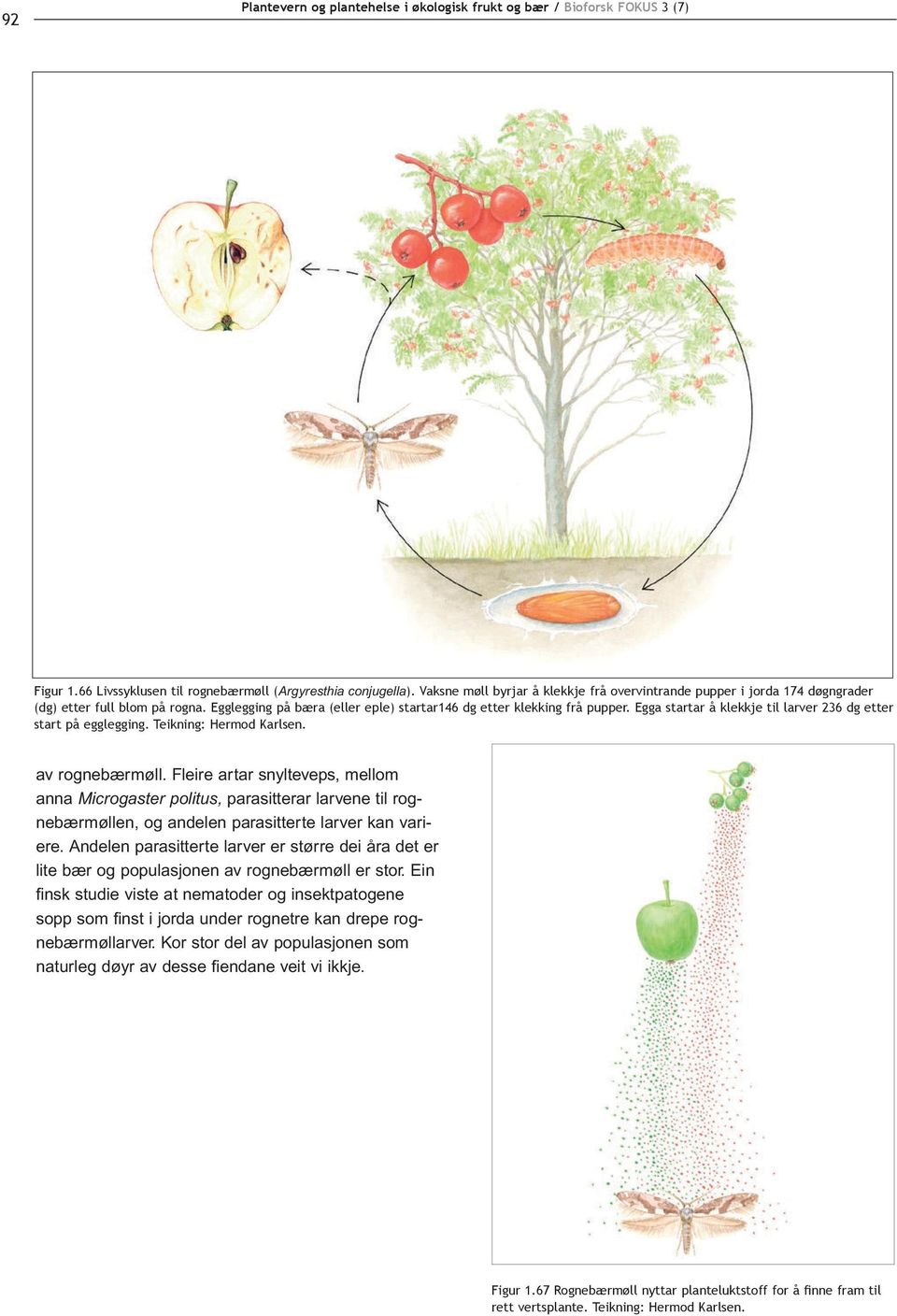 Fleire artar snylteveps, mellom anna Microgaster politus, parasitterar larvene til rognebærmøllen, og andelen parasitterte larver kan variere.