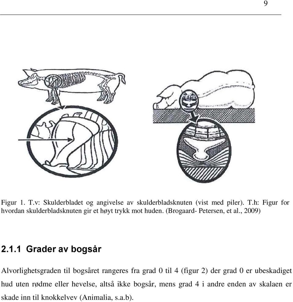 1 Grader av bogsår Alvorlighetsgraden til bogsåret rangeres fra grad 0 til 4 (figur 2) der grad 0 er